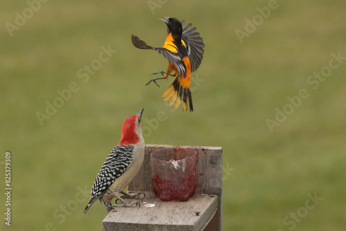 Red Bellied woodpecker chasing off Baltimore Oriole photo