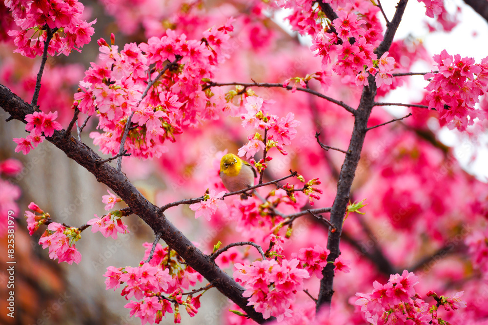 Obraz premium Beautiful shot of a bird resting on a cherry blossom tree branch