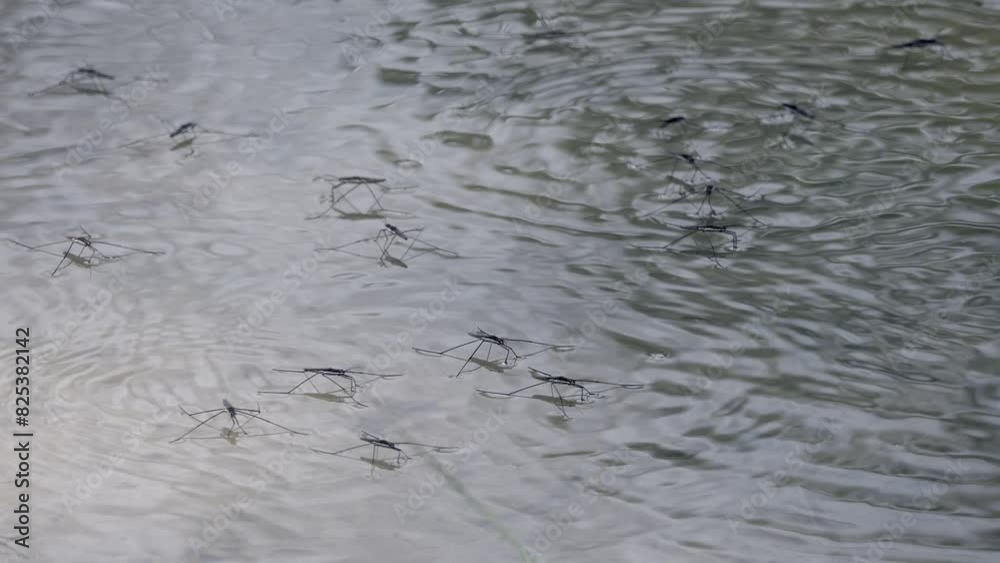 Water striders insects walking on the surface of a tranquil lake in daytime Water striders insects walking on the surface of a tranquil lake in daytime