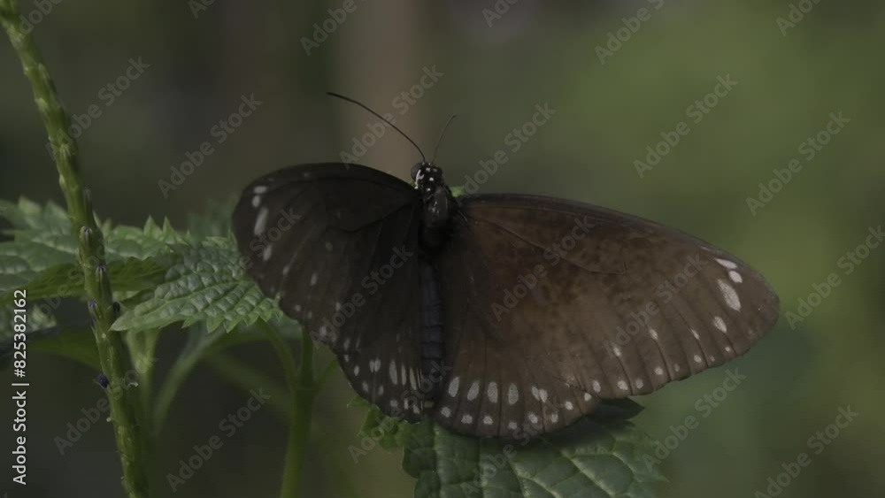 Closeup shot of a common crow butterfly perching on a green plant in daytime with blur background Closeup shot of a common crow butterfly perching on a green plant in daytime with blur background