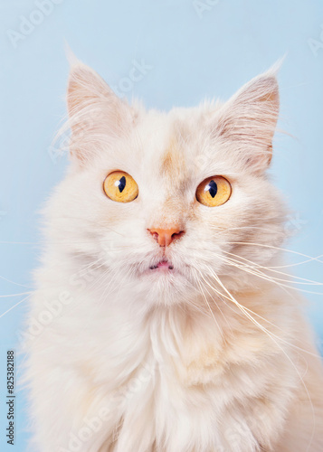 Persian cat portrait