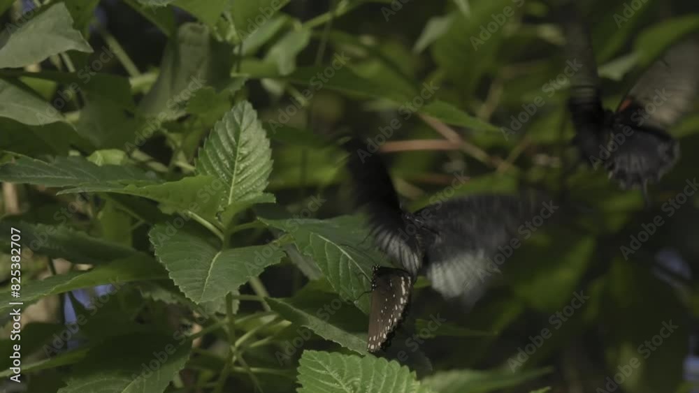 Pair of great Helen butterflies flying around green-leaved plants with common crow butterfly Pair of great Helen butterflies flying around green-leaved plants with common crow butterfly