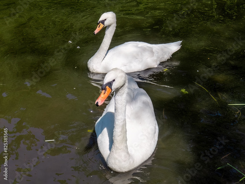 Two white swans are swimming in a pond.