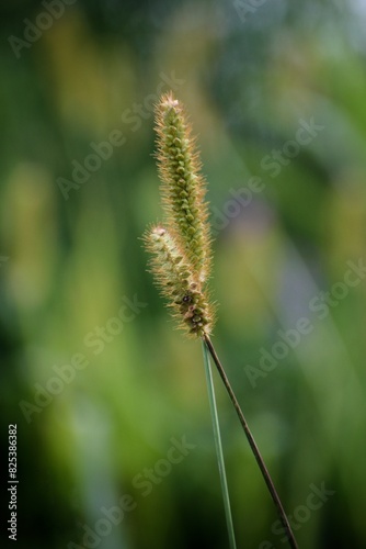 Źdźbła trawy na tle rozmytego tła, lato, pola, dzika, beuty, flora, gras, ziele, charakter, roślin
