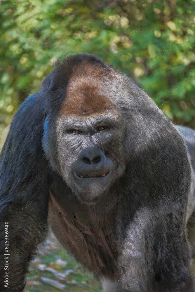 Adorable large Gorilla with hands touching the ground Adorable large Gorilla with hands touching the ground