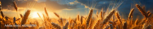 Luminous grains  fascinating sun rays in the wheat fields.
