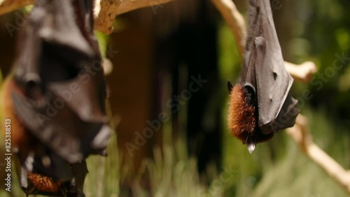 flying foxes sleep upside down holding onto branches, bats in asia  photo