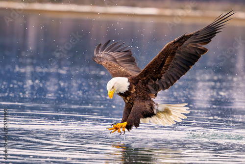 Obraz na płótnie Bald eagle snatching a fish mid-air near a lake: Homer, Alaska
