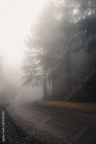 Misty morning in the Ardennes forest of Belgium