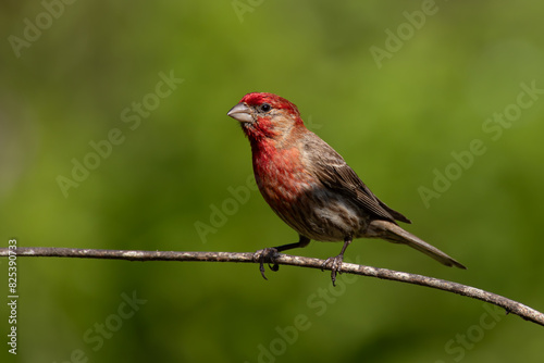 Tiny Purple House Finch (pur Haemorhous pureus) on a branch in a forest