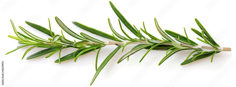Fresh rosemary sprig isolated on white background. Culinary herb used for cooking and garnishing. Aromatic, flavorful, and versatile.