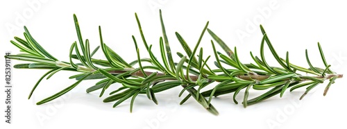 Fresh rosemary sprig isolated on white background. Culinary herb used for cooking and garnishing. Aromatic  flavorful  and versatile.