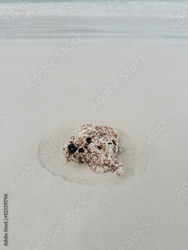 Coral on a white sand ocean beach photo