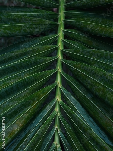 Green palm leaf close up photo