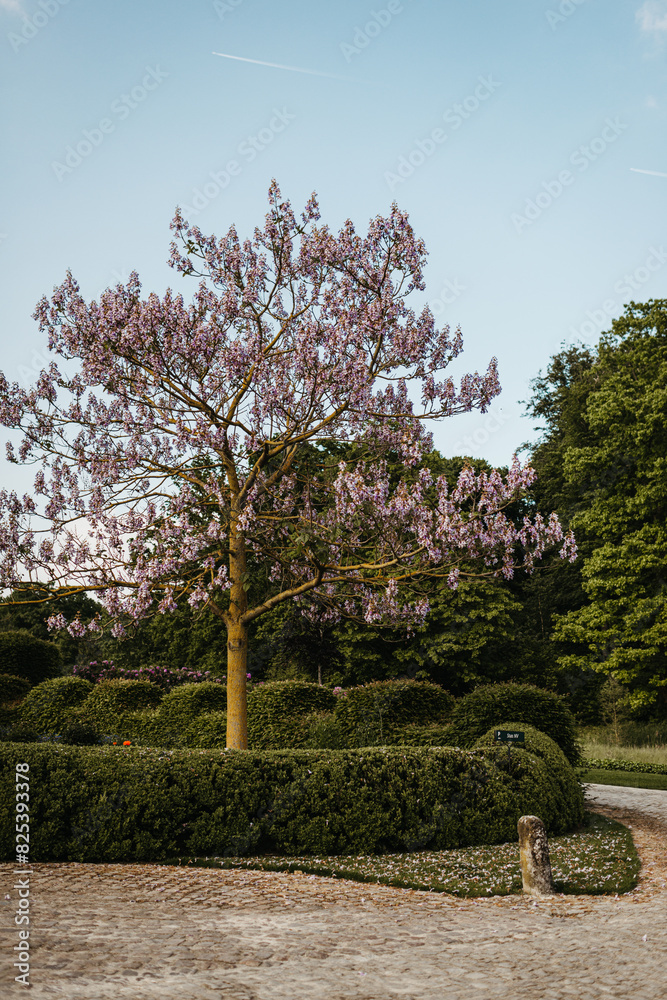 Blooming lilac tree in manicured garden Blooming lilac tree in manicured garden
