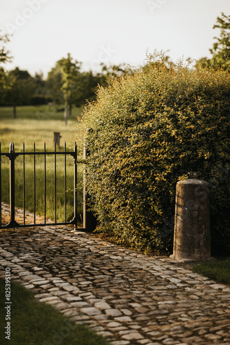 Lush Green Hedge with a Cobblestone Path photo