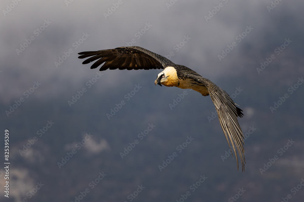 Obraz premium Majestic bearded vulture flying with wings extended in the sky