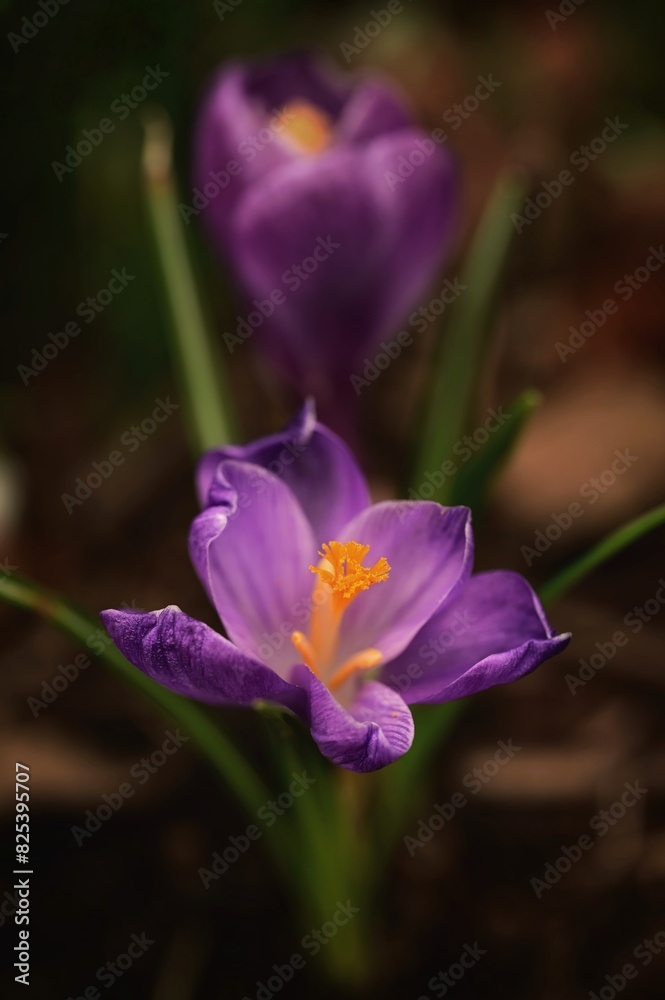 two purple crocuses, one has a single yellow stamen two purple crocuses, one has a single yellow stamen