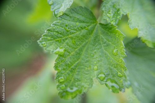 Emerald Jewel: Water Droplets on a Vibrant Green Leaf