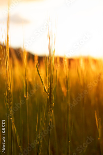 Golden Tranquility: A Serene Wheat Field Bathed in Sunset Radiance