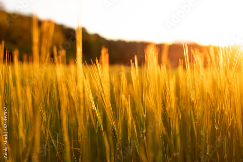 Golden Tranquility: A Serene Wheat Field Bathed in Sunset Radiance