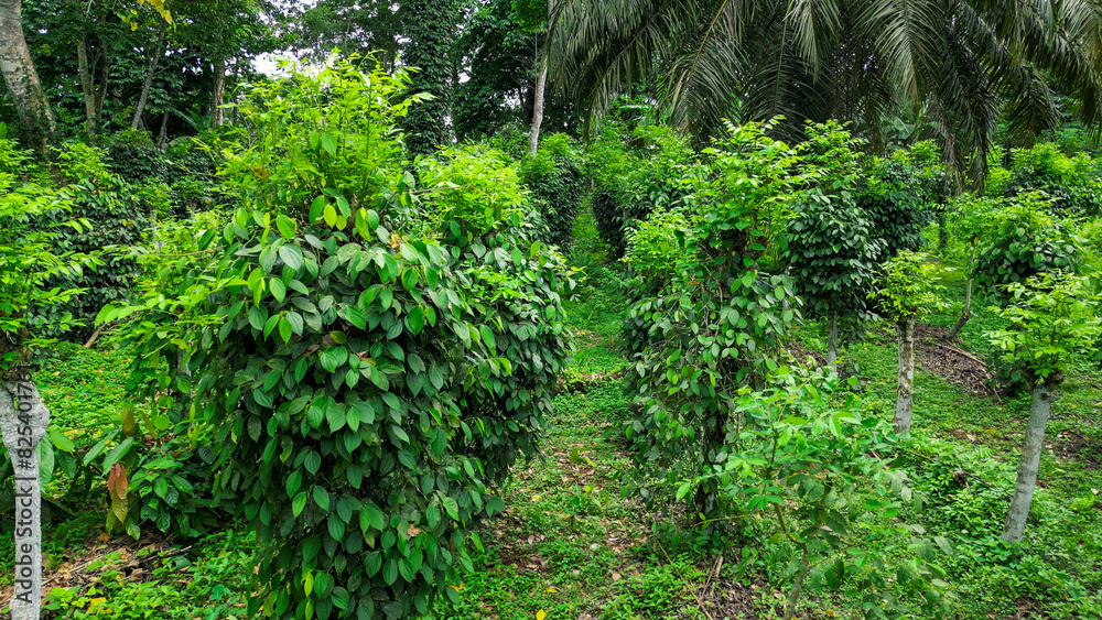 Fototapeta premium A pepper plantation at Ilha do Principe (Prince Island).