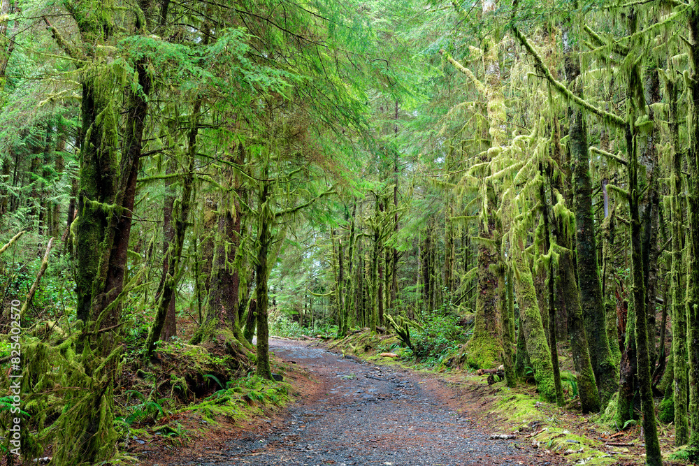 Fototapeta premium Lush forest and a trail in Port Renfrew, Vancouver Island, British Columbia, Canada