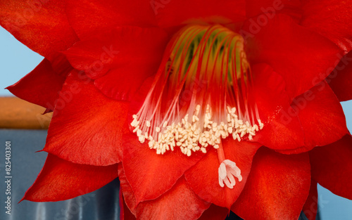 kwitnący na czerwono kaktus