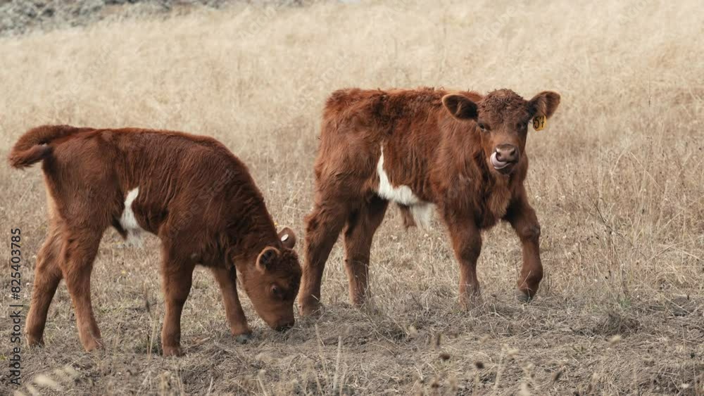 Close-up shot of two highland calves walking in a field and grazing. Close-up shot of two highland calves walking in a field and grazing.