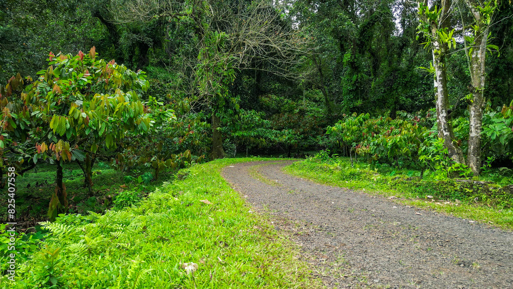 Obraz premium a dirt road going through a wooded area with lots of green trees