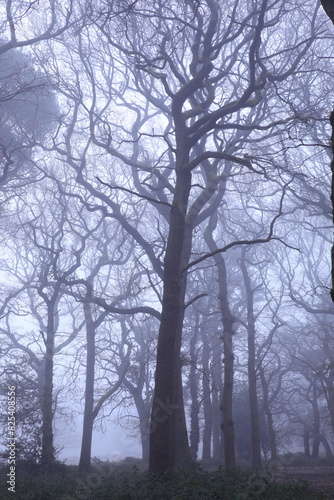 Dense autumn forest shrouded in fog on a cold afternoon