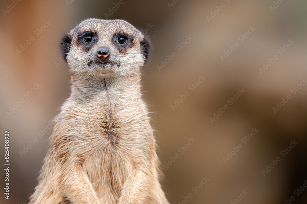 Meerkat standing in its natural habitat Meerkat standing in its natural habitat