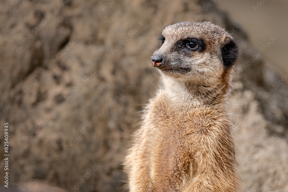 Fototapeta premium Meerkat standing near large rocks in its natural habitat