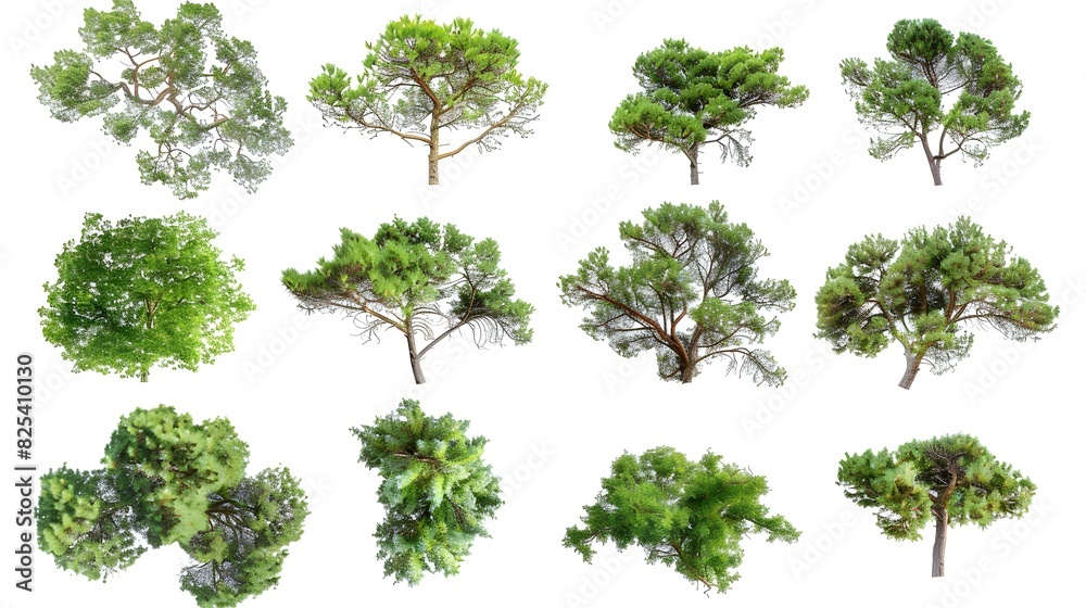 Fototapeta premium Collection of Common juniper,Rosemary Trees isolated on white background, tropical trees isolated used for design,top view advertising and architecture