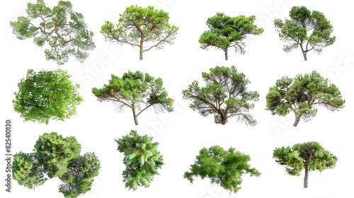 Collection of Common juniper Rosemary Trees isolated on white background  tropical trees isolated used for design top view advertising and architecture