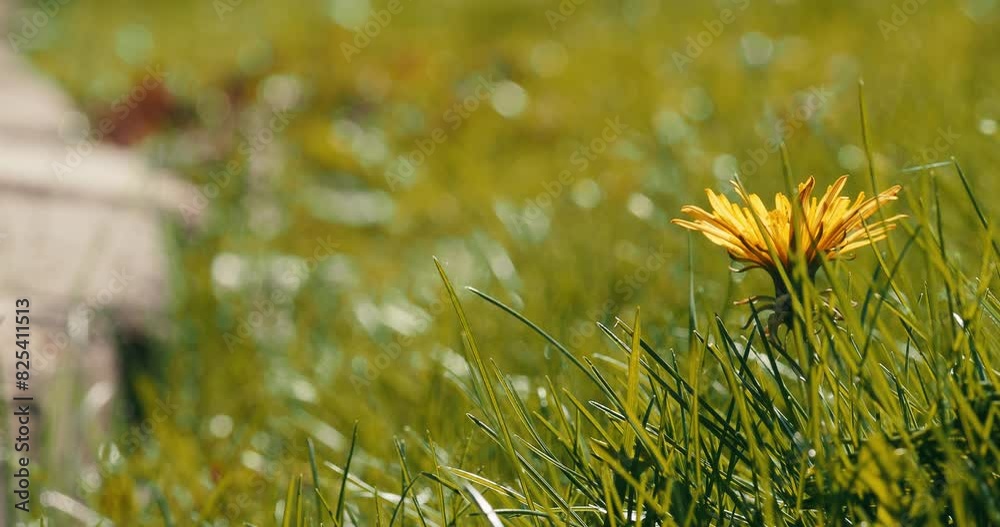 Beautiful yellow flower blossoming in the field with fresh lawn on a sunny day