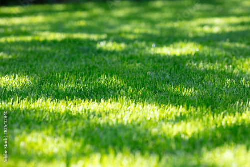 Tableau sur toile Vibrant Green Grass Lawn in Sunlight with Shadows on a Sunny Day, Perfect for Ga