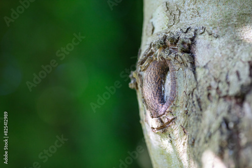 Close-up of Tree Trunk with Detailed Eye-Shaped Bark, Natural Texture in Sunlight, Forest Setting, Daytime, Green Background, Botany and Nature Theme