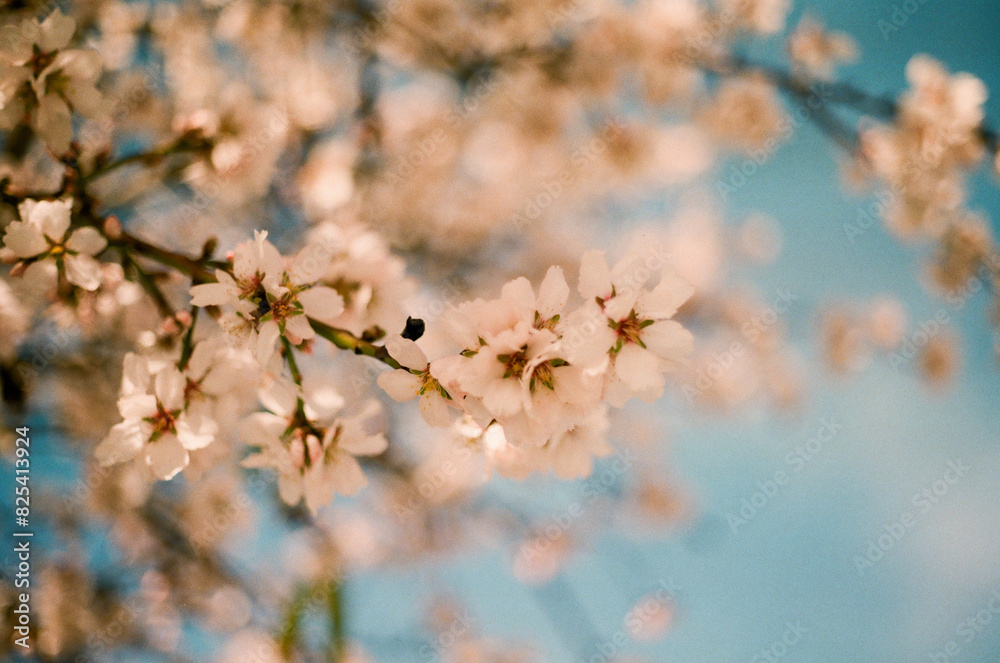 Analog Spring Blossoms Analog Spring Blossoms