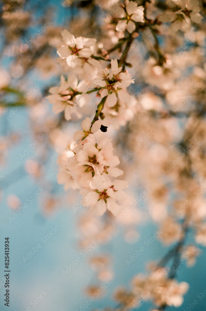 Analog Spring Blossoms 