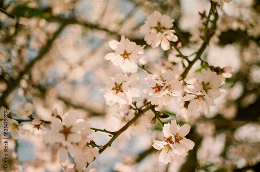 Analog Spring Blossoms Analog Spring Blossoms