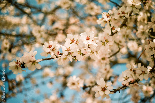 Analog Spring Blossoms 