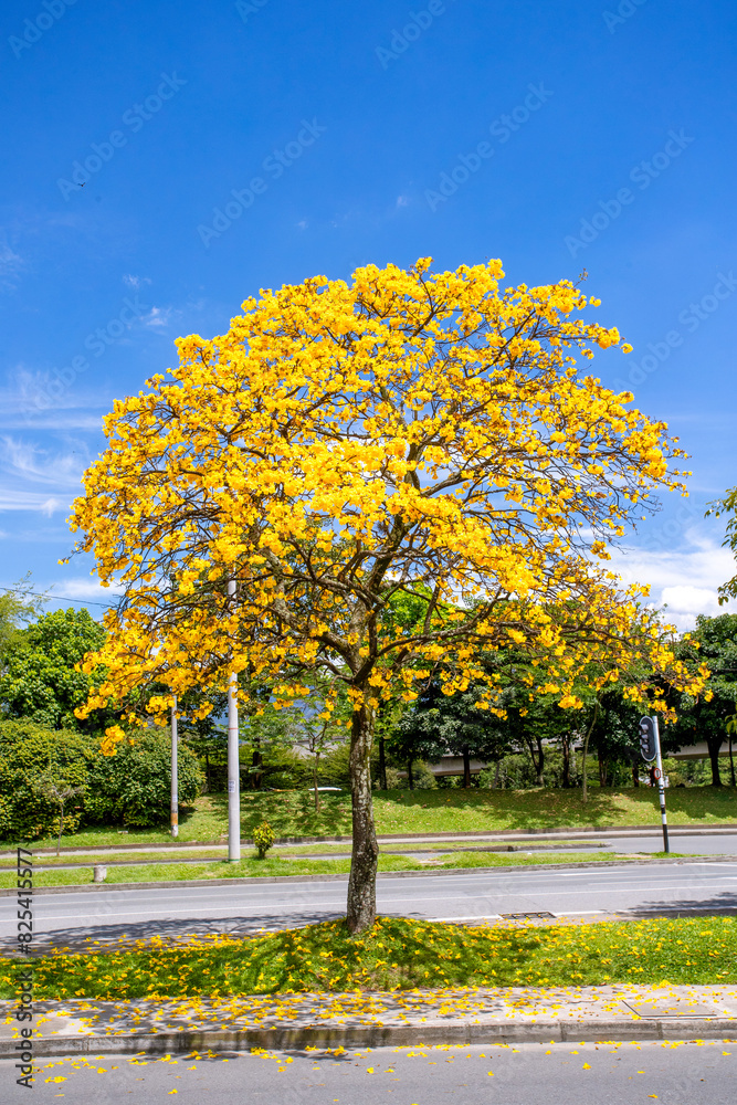 Naklejka premium Handroanthus chrysanthus (araguaney or yellow ipê)