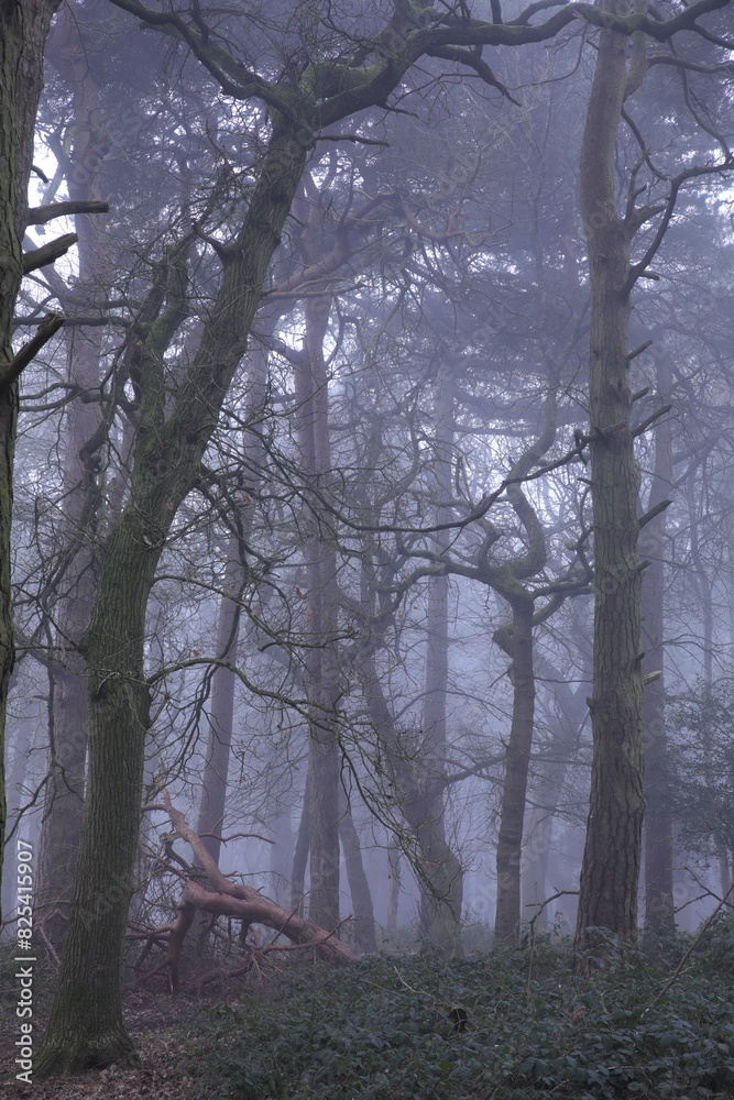 Naklejka premium Dense forest with trees and bushes