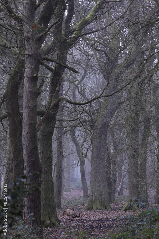 Dense forest with trees and bushes Dense forest with trees and bushes