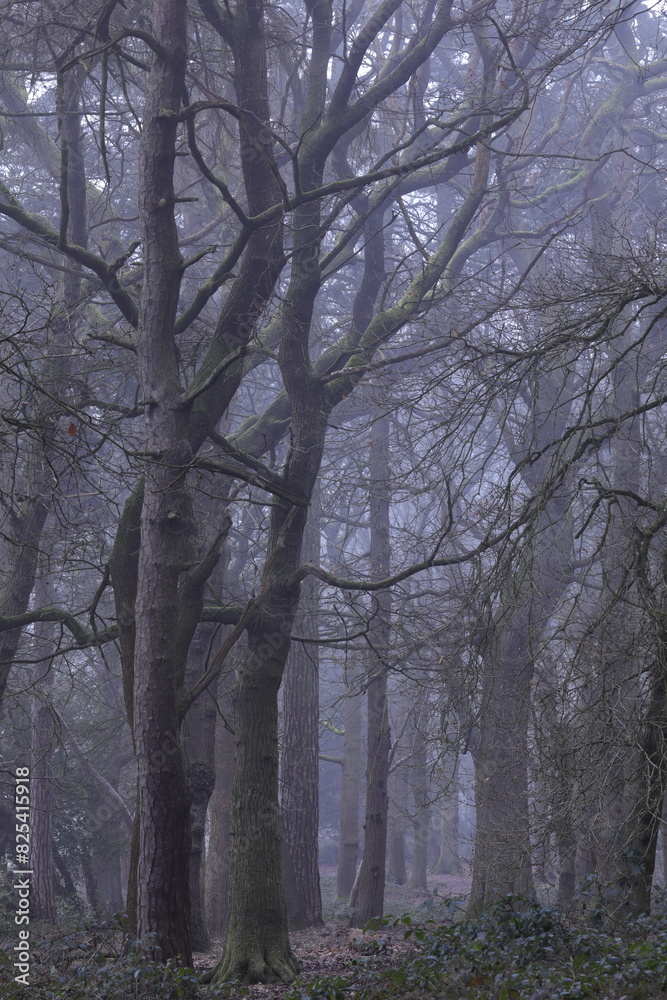 Dense forest with trees and bushes Dense forest with trees and bushes