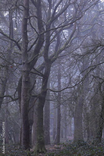 Dense forest with trees and bushes