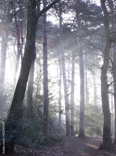 Dense forest with trees and bushes