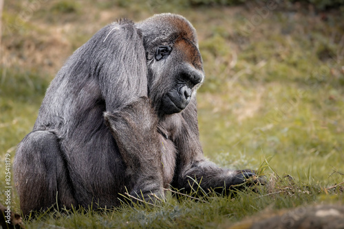Gorilla resting in the grass.