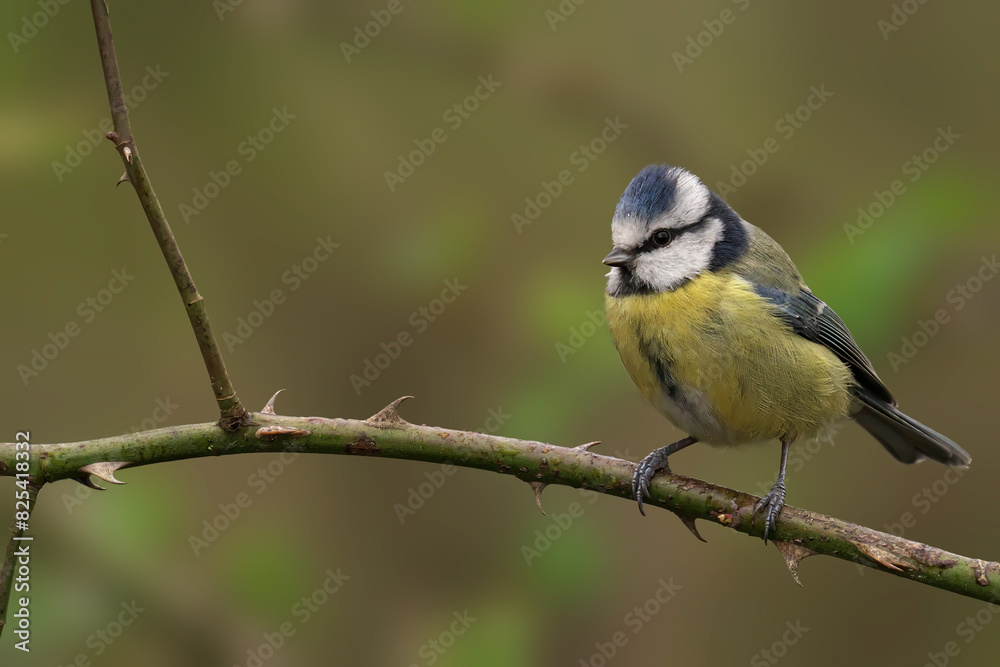Obraz premium Blue Tit (Cyanistes caeruleus) perched on a twig on a tree branch
